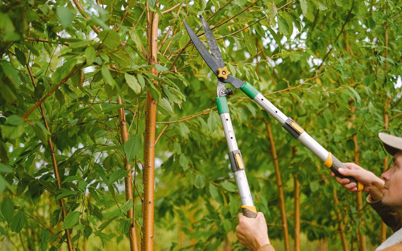 Tree trimming in Santa Ynez, CA